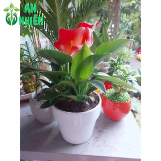 Chậu Trầu Bà Đế Vương Xanh