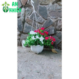Chậu Hoa Dừa Cạn