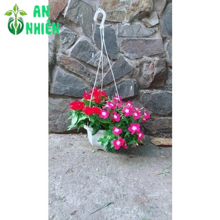 Chậu Hoa Dừa Cạn