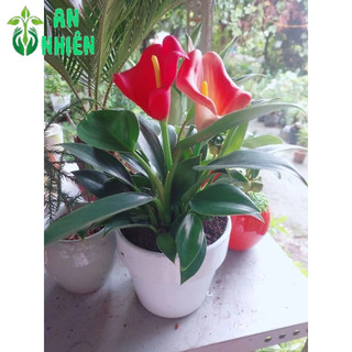 Chậu Trầu Bà Đế Vương Xanh