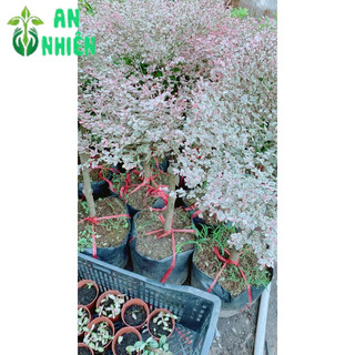 Cây Bàng Nhật Lá Cẩm Thạch