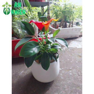 Chậu Trầu Bà Đế Vương Xanh