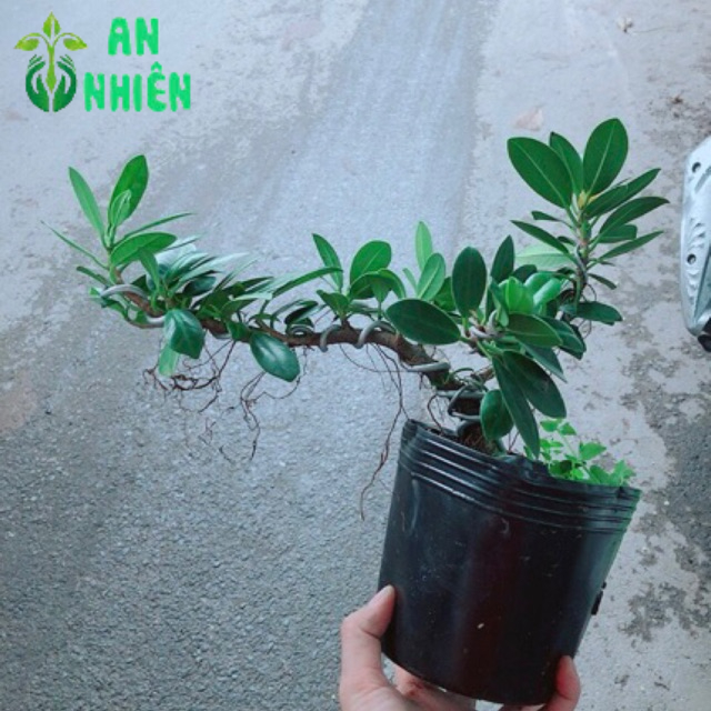 Cây Da Nhật Bonsai
