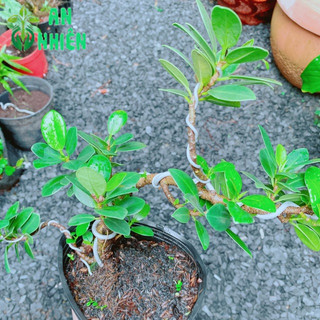 Cây Da Nhật Bonsai