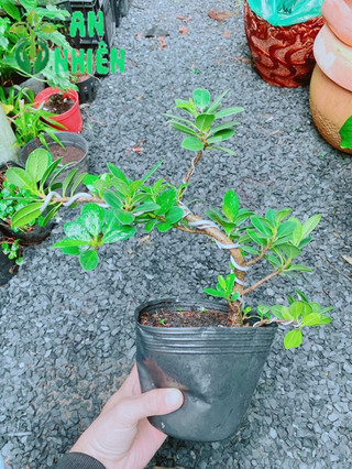 Cây Da Nhật Bonsai