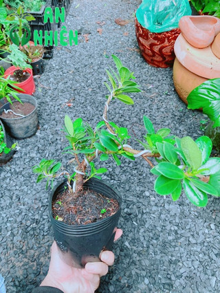 Cây Da Nhật Bonsai