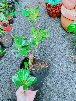 Cây Da Nhật Bonsai