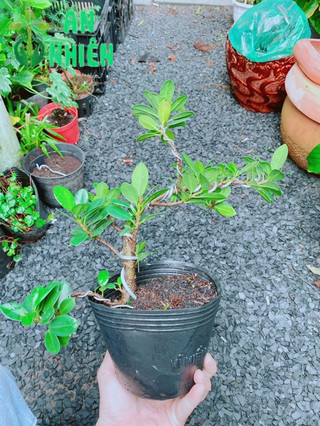 Cây Da Nhật Bonsai