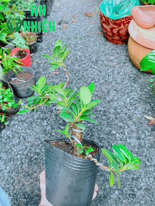 Cây Da Nhật Bonsai