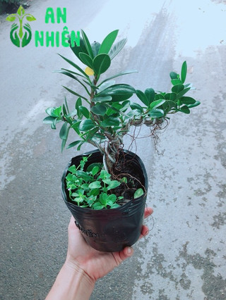 Cây Da Nhật Bonsai