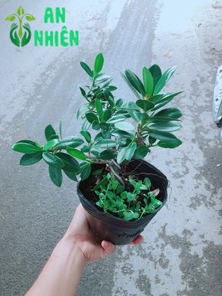 Cây Da Nhật Bonsai