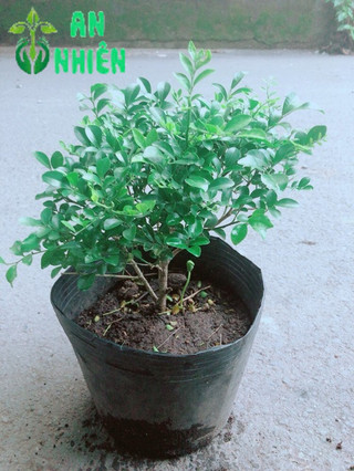 Cây Nguyệt Quế Lá Nhỏ