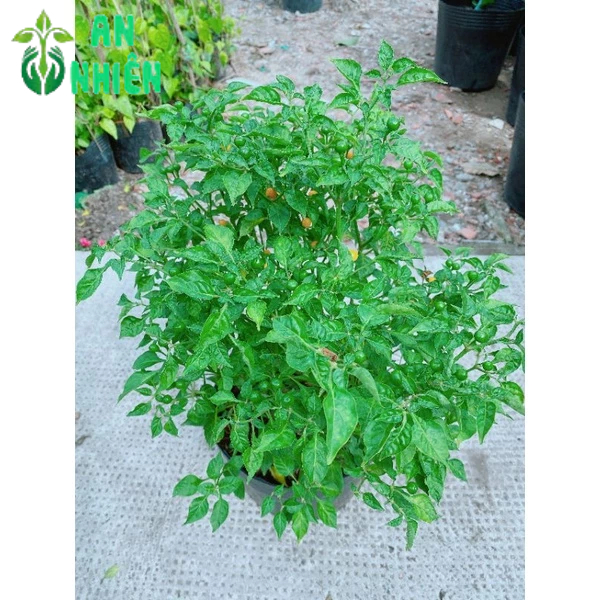 Ớt Peru Cho Sai Trái
