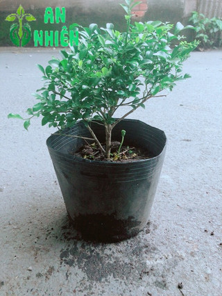 Cây Nguyệt Quế Lá Nhỏ