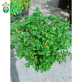 Ớt Peru Cho Sai Trái