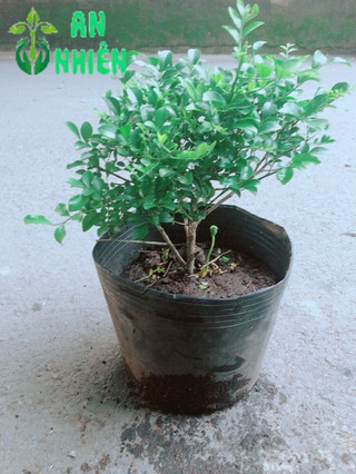 Cây Nguyệt Quế Lá Nhỏ