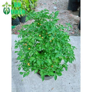 Ớt Peru Cho Sai Trái