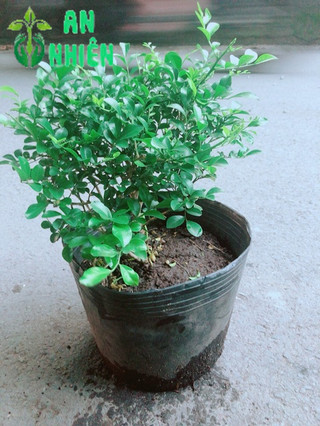 Cây Nguyệt Quế Lá Nhỏ