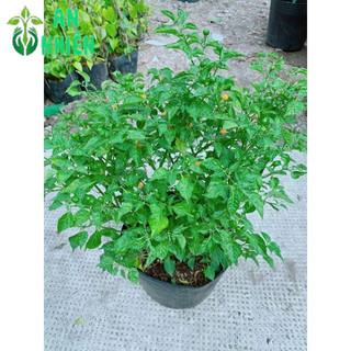 Ớt Peru Cho Sai Trái
