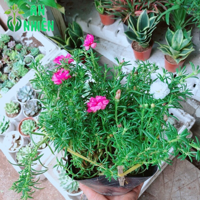 Chậu hoa mười giờ- hoa sam