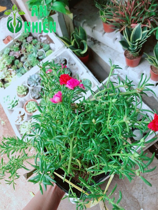 Chậu hoa mười giờ- hoa sam