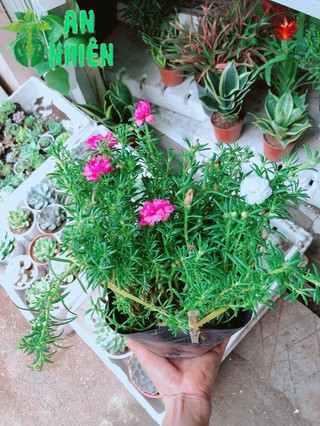 Chậu hoa mười giờ- hoa sam