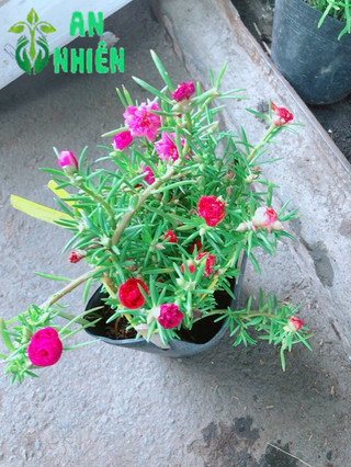 Chậu hoa mười giờ- hoa sam