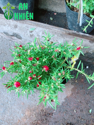Chậu hoa mười giờ- hoa sam