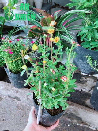 Chậu hoa mười giờ- hoa sam