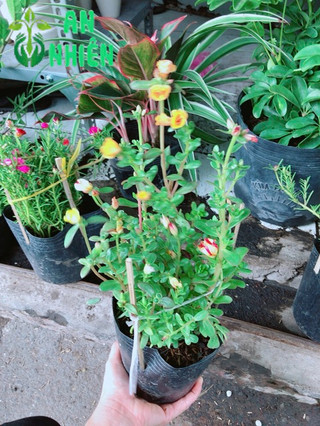 Chậu hoa mười giờ- hoa sam