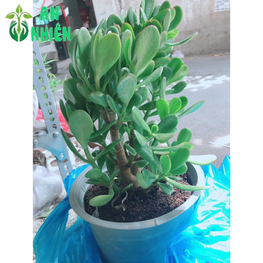 Chậu cây ngọc bích size đại
