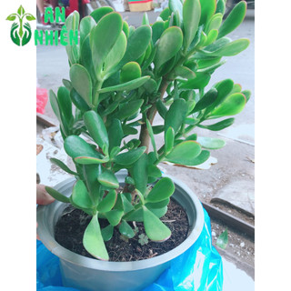 Chậu cây ngọc bích size đại