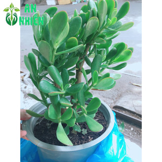 Chậu cây ngọc bích size đại