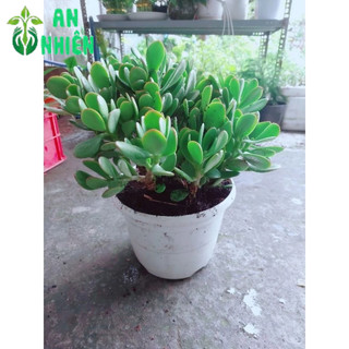 Chậu cây ngọc bích size đại