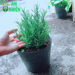 Hương Thảo Đuổi Muỗi