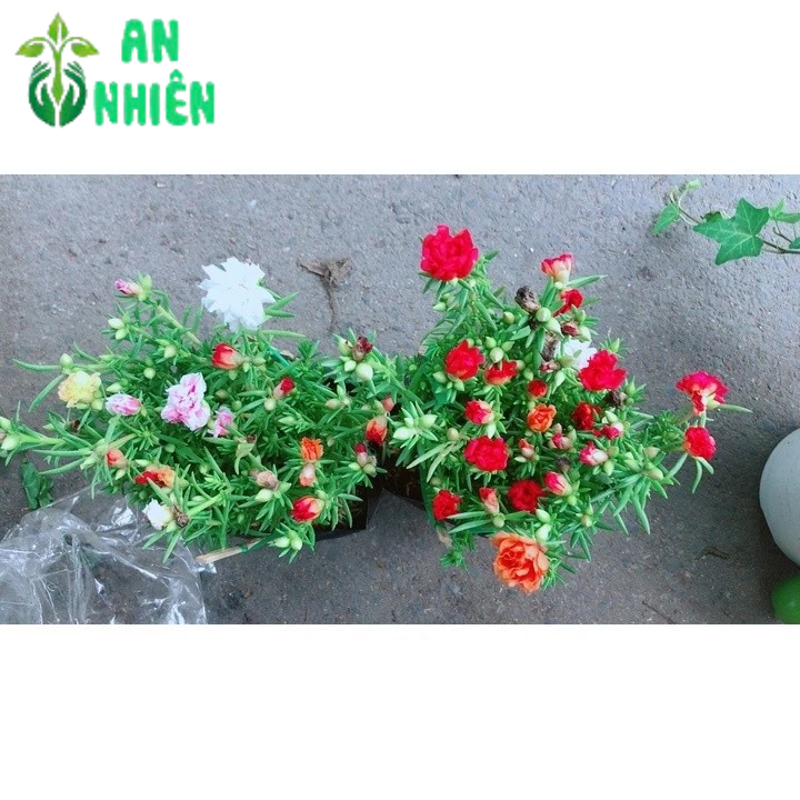 Bụi Hoa Mười Giờ