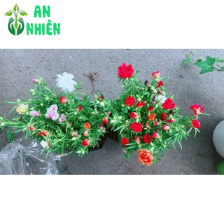 Bụi Hoa Mười Giờ