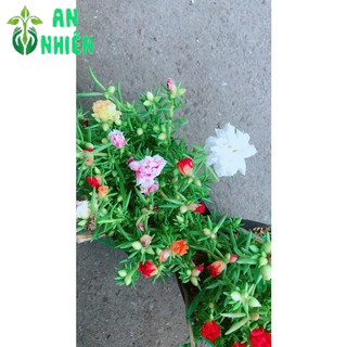 Bụi Hoa Mười Giờ