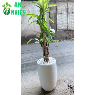 Chậu Cây Thiết Mộc Lan