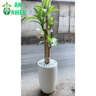 Chậu Cây Thiết Mộc Lan