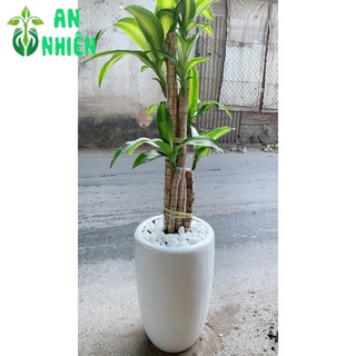 Chậu Cây Thiết Mộc Lan