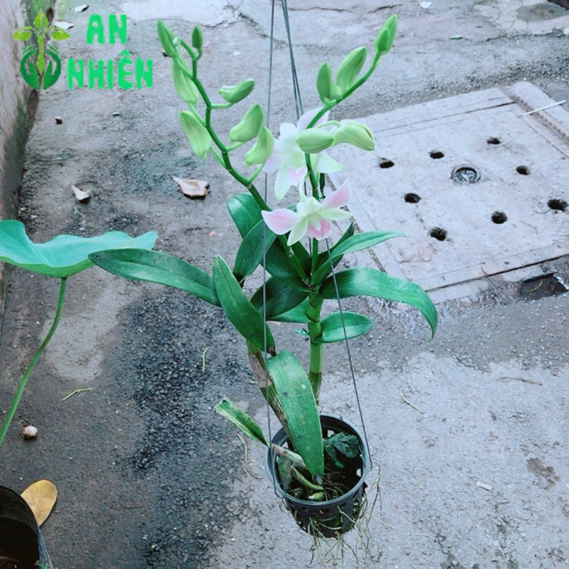 Lan Dendro Hồng Nhạt