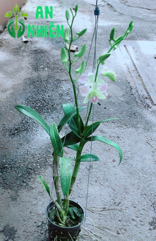 Lan Dendro Hồng Nhạt