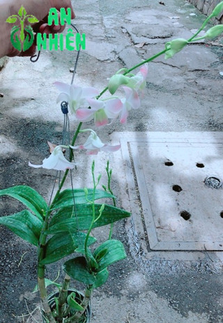 Lan Dendro Hồng Nhạt