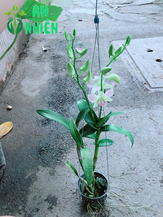 Lan Dendro Hồng Nhạt