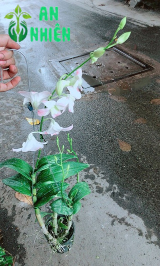 Lan Dendro Hồng Nhạt