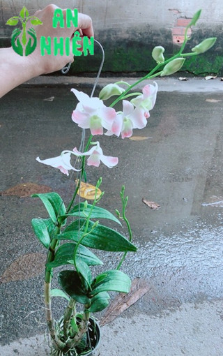 Lan Dendro Hồng Nhạt