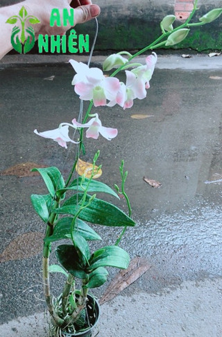 Lan Dendro Hồng Nhạt
