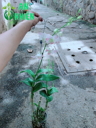 Lan Dendro Hồng Nhạt