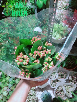 Cây Sống Đời Vàng